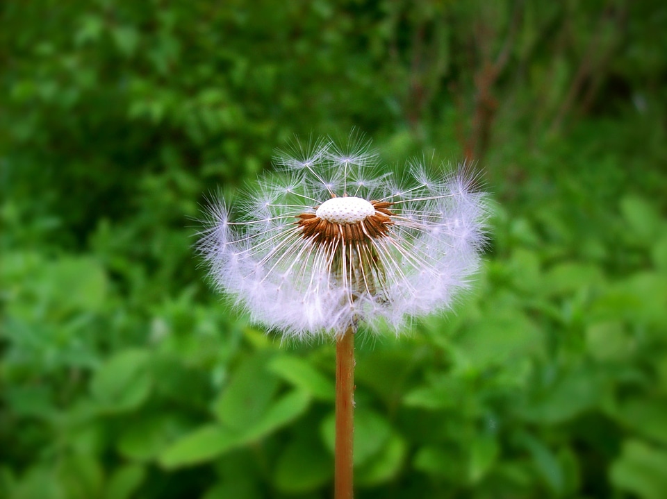 Sead head plant field