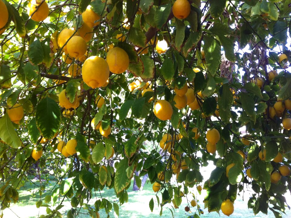Refreshment delicious green lemon