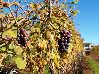 Food harvest fruit photo