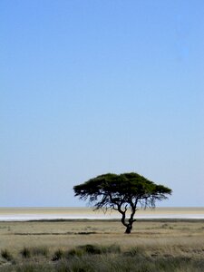 Desert nature landscape