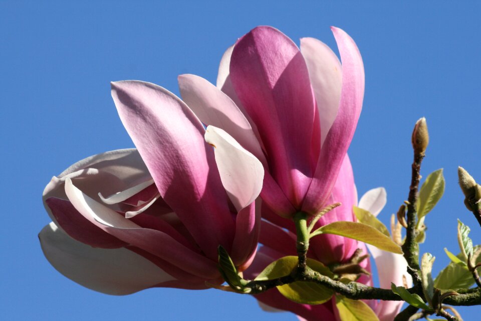 Tree flower pink