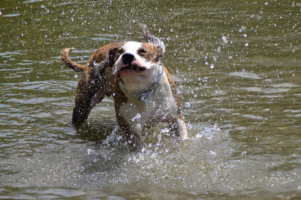 Puppies dogs splashing