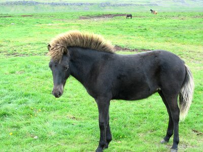 Iceland pony horse photo