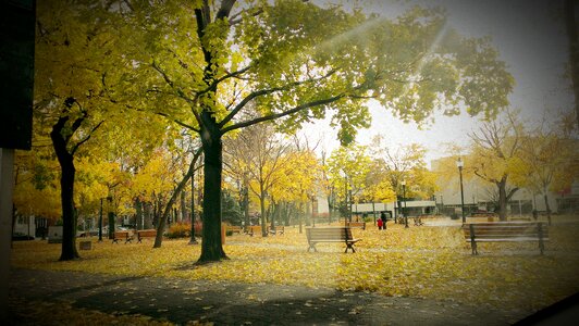 Natural autumn fall
