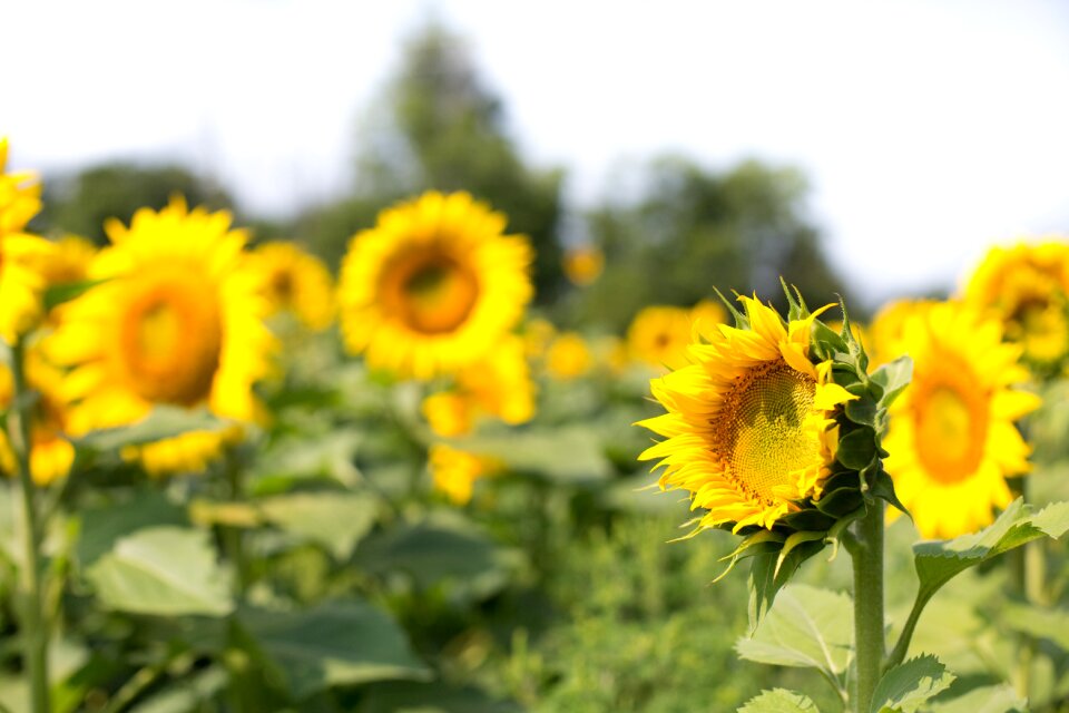 Flowers summer