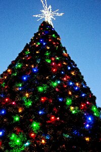Xmas tree christmas