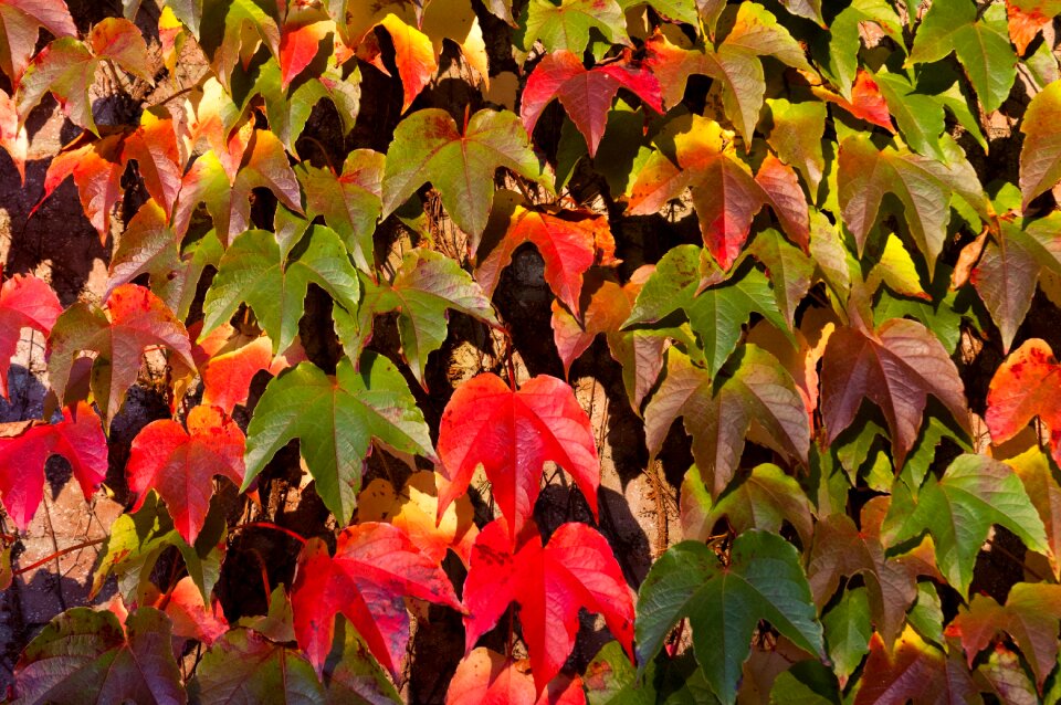 Colors red green