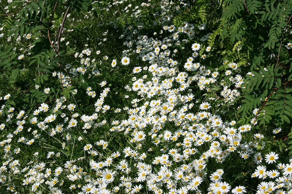 White green leaves