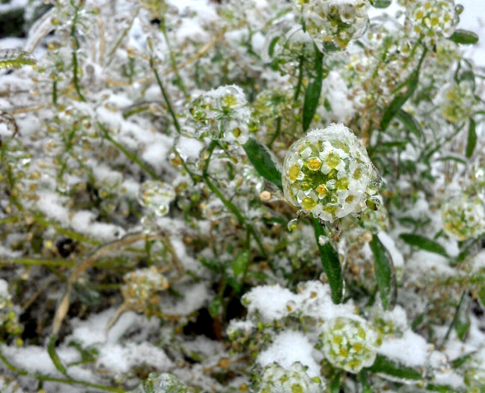 Flower frozen ornament