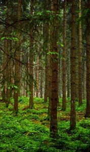Forest slovenia nature
