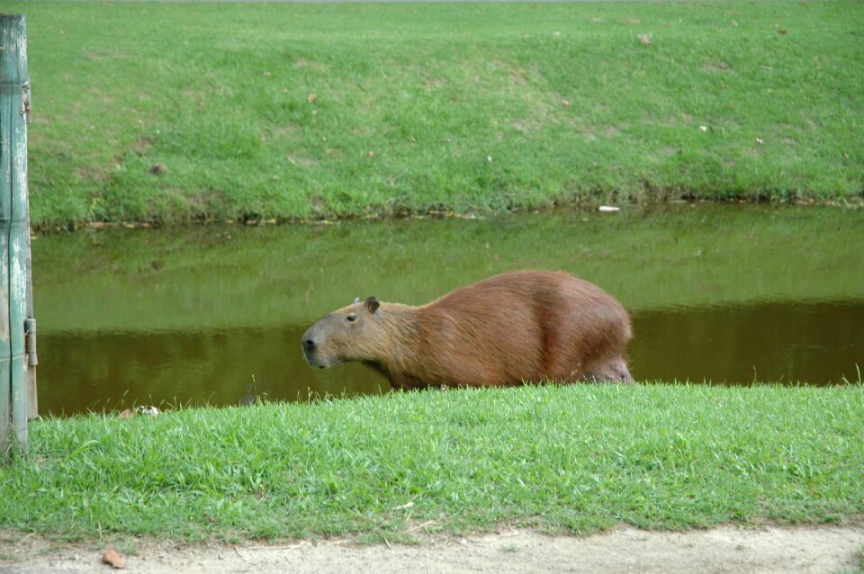 Capivara brazil aquatic animal