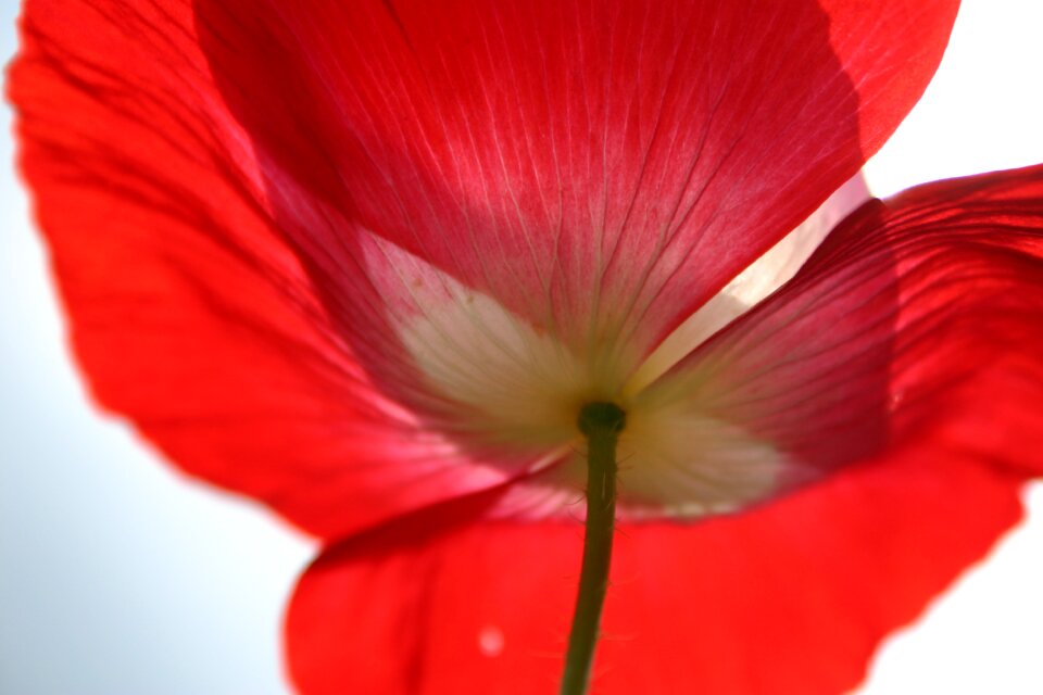 Spring flower field