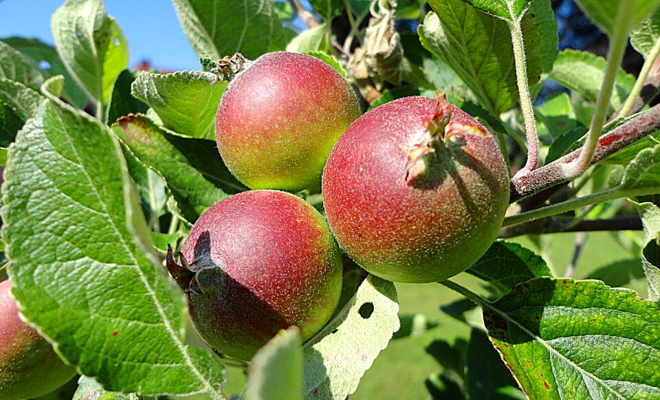 Healthy plant nature