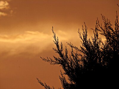 Branches field background