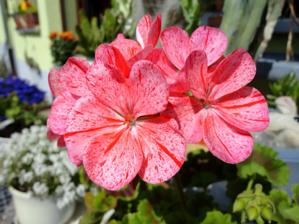 Plant flowers summer