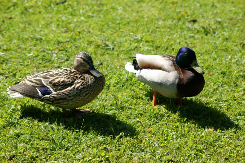 Animals water bird nature