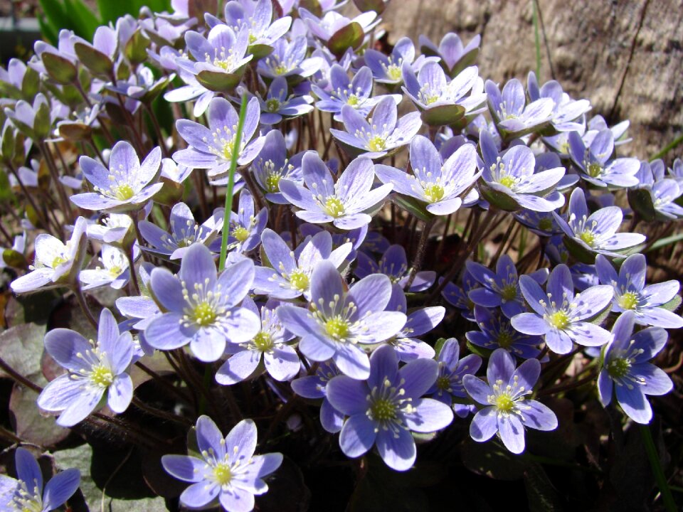 Flower blue plant photo