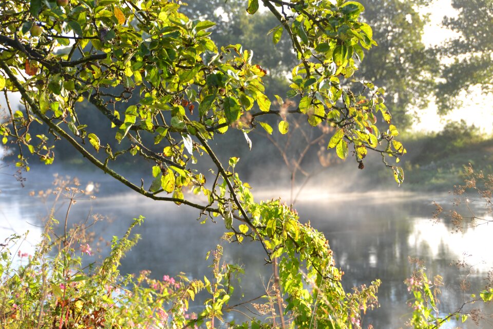 Tree branch green