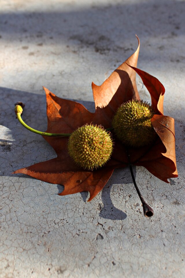 Encounter leaves and balls shadows