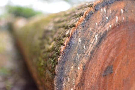Nature wood texture