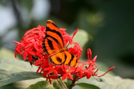Flower nature red