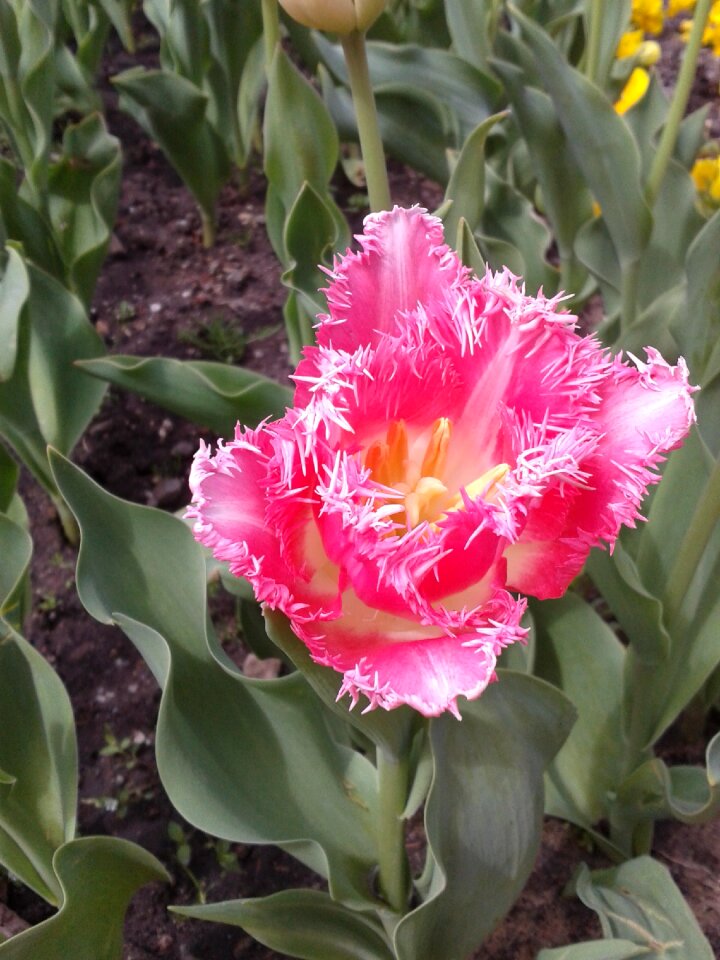 Tulip flower flowers