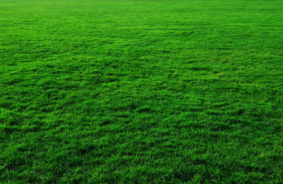 Lawn greenery green background
