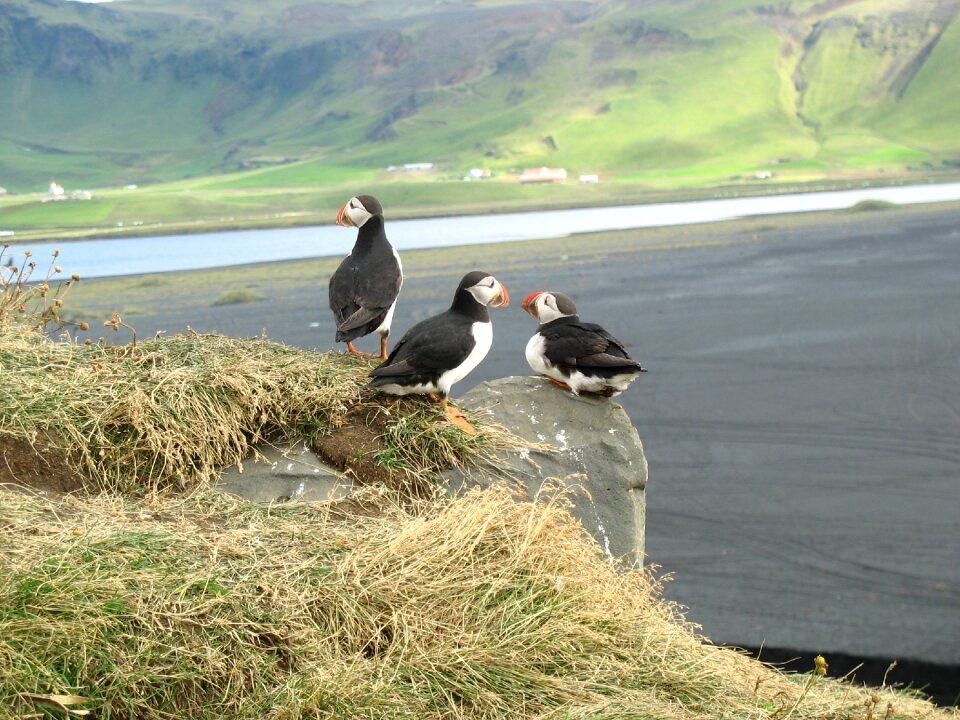 Puffin bird iceland