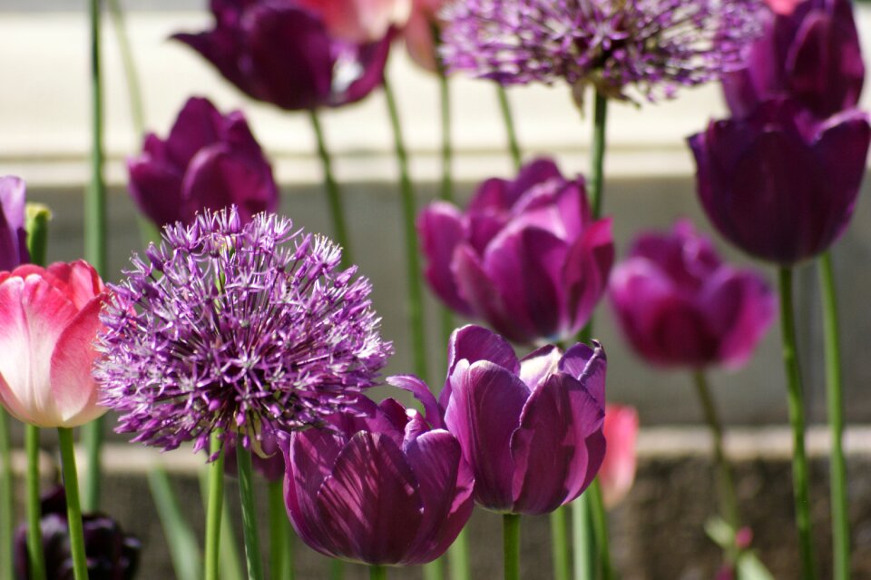 Violet flowers spring