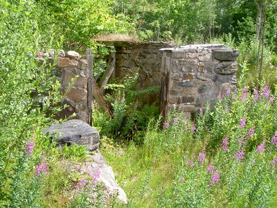 Ruin shed plants