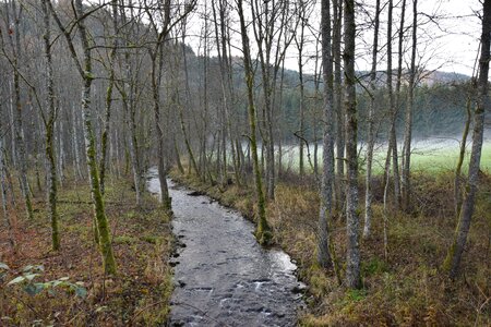 Forest water landscape