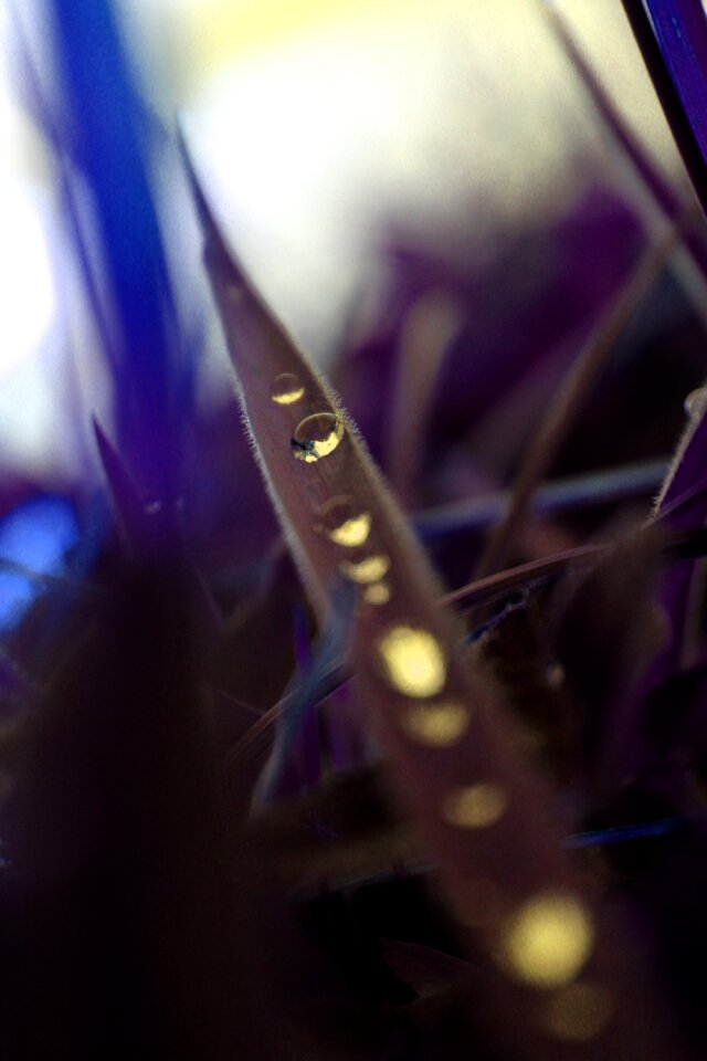 Drops nature macro