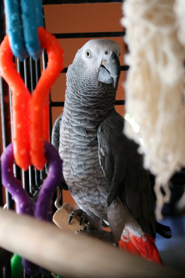 Pet feather beak