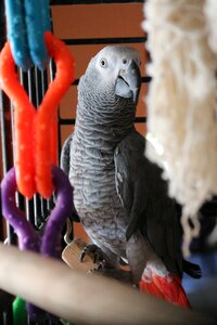 Pet feather beak photo