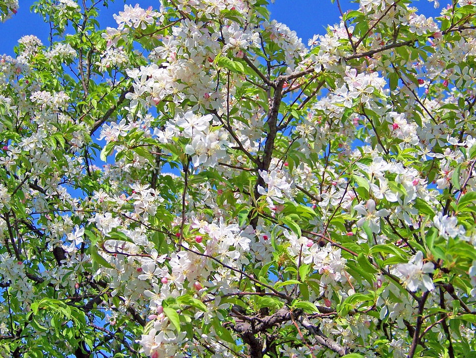 Cherry japanese trees