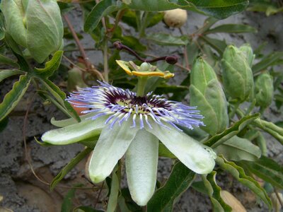 Passion flower plant flowers