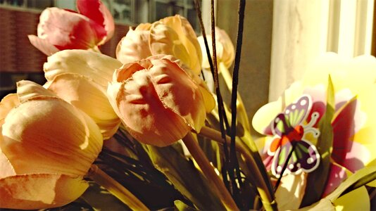 Tulip the morning sun flower photo