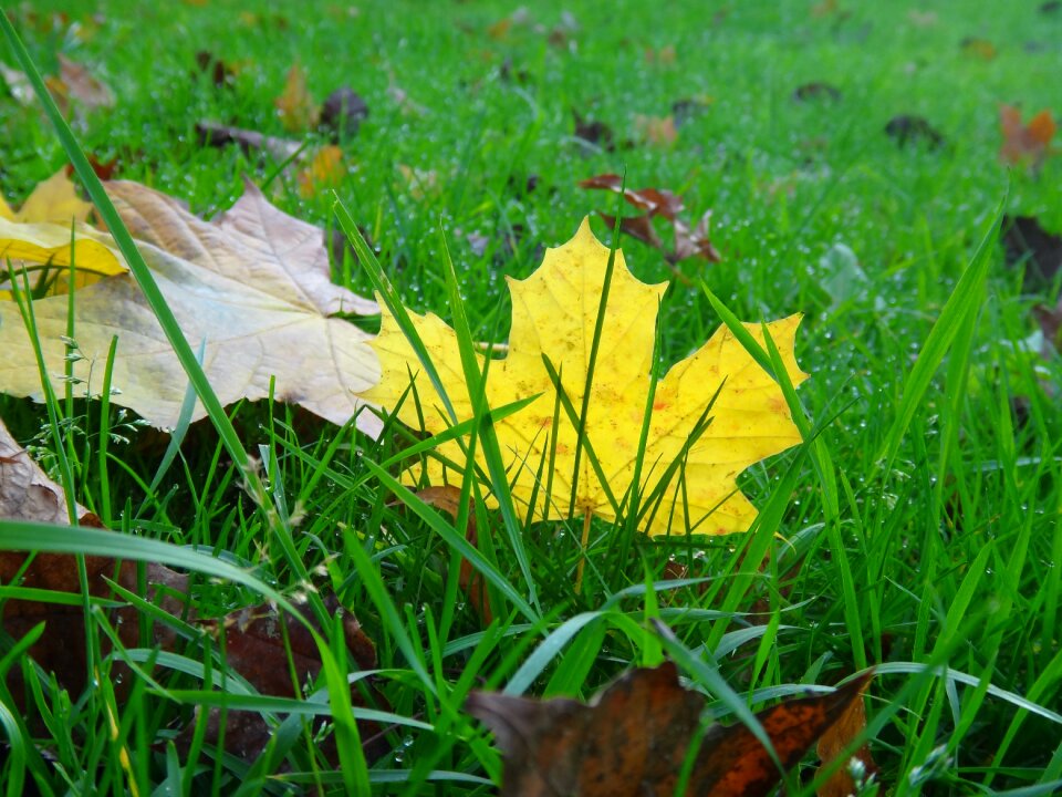 Sheet autumn nature