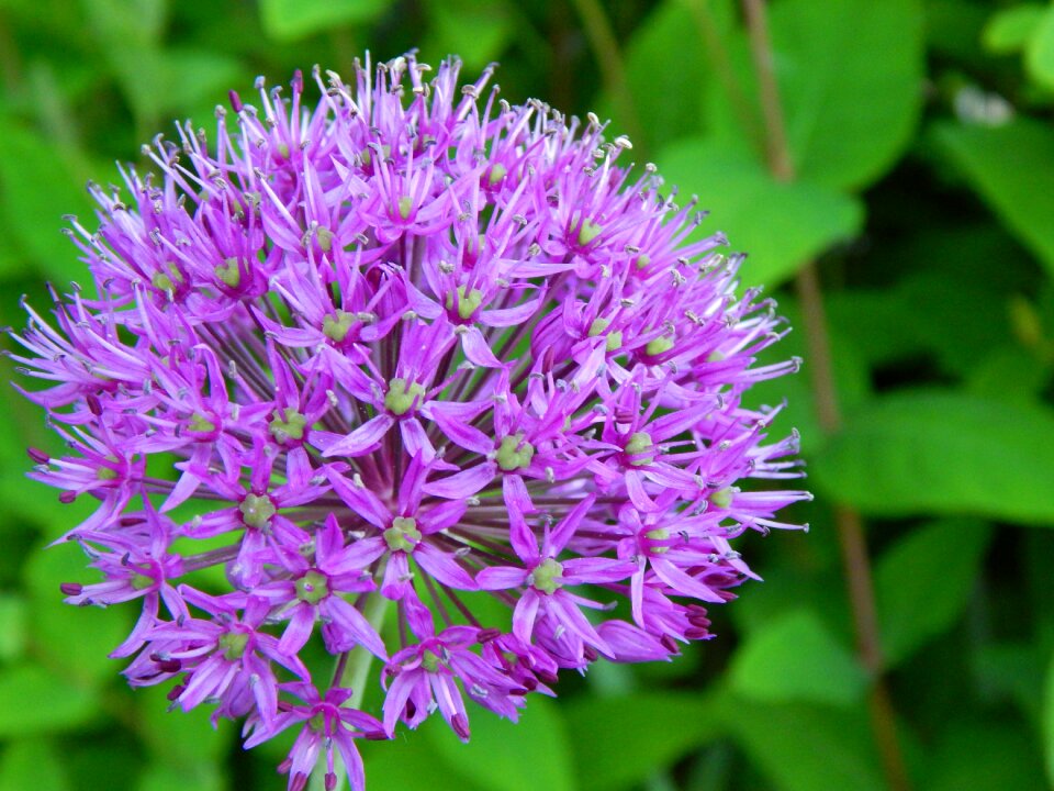 Bloom red purple purple flower