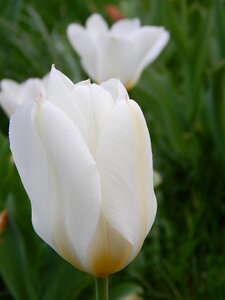 Flowers garden decor