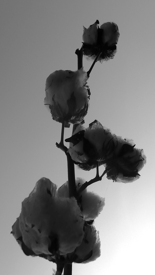 Matured dried opened