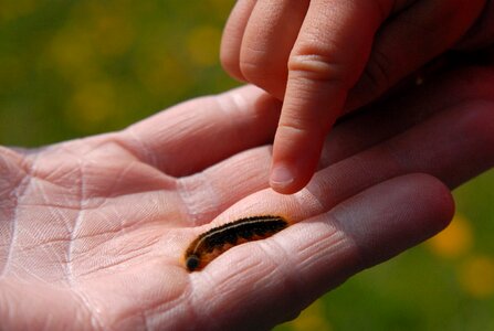 Child's hand finger caterpillar
