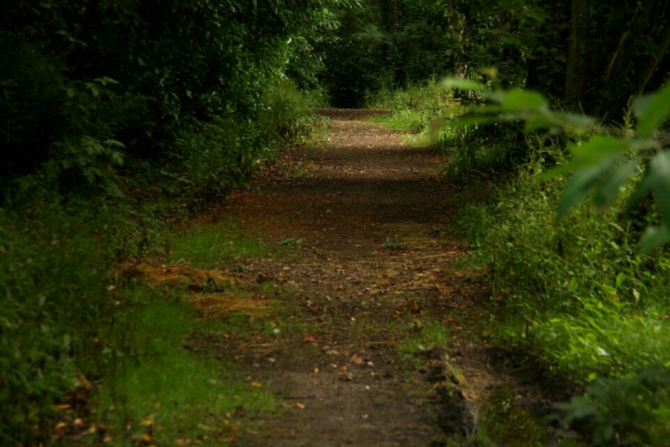 Park ride leaves