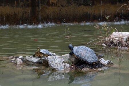 Animals turtles turtle pond photo