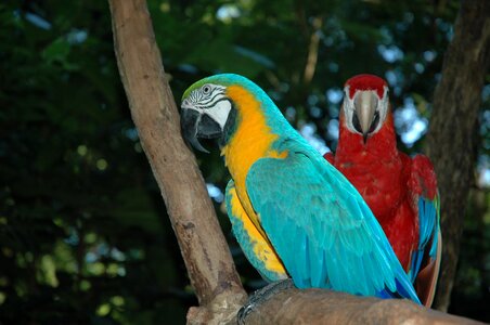 Ara birds brazil photo