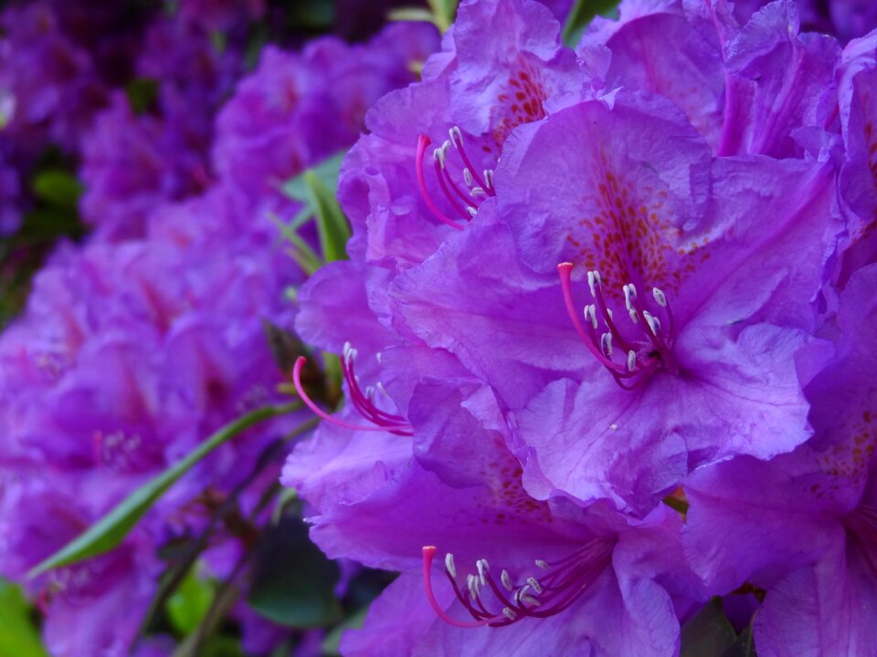 Bloom purple violet