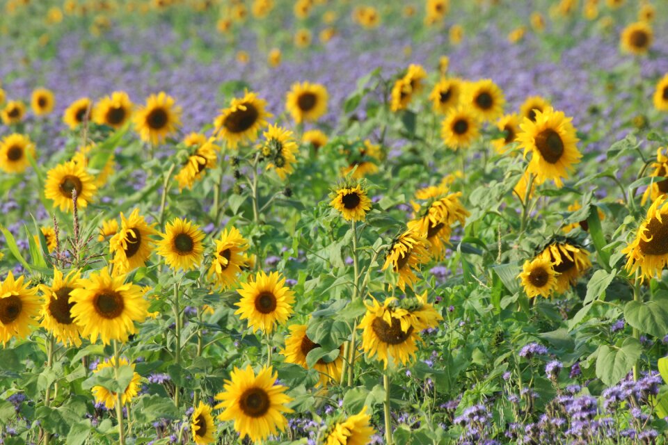 Asteraceae flowers plant