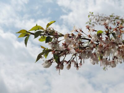 Flower petal tree photo