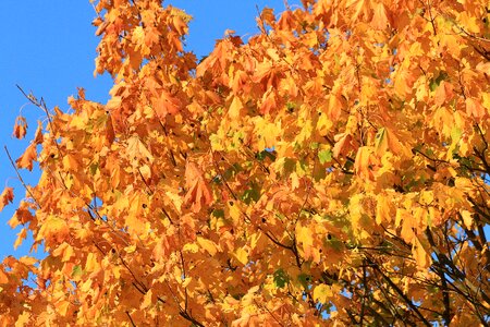 Maple tree autumn leaves