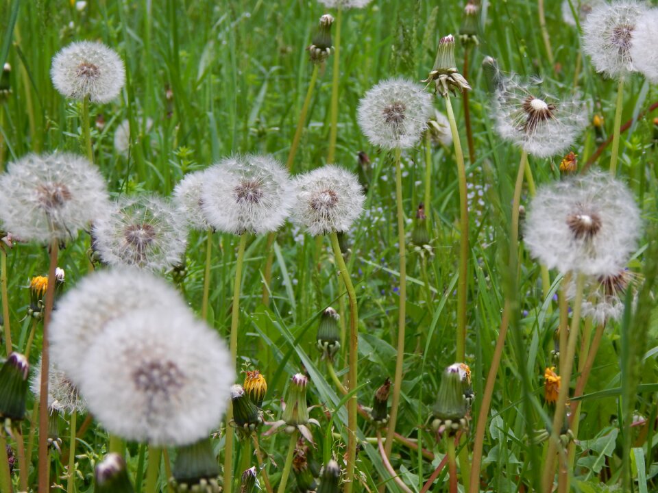 Dandelion nature landscape